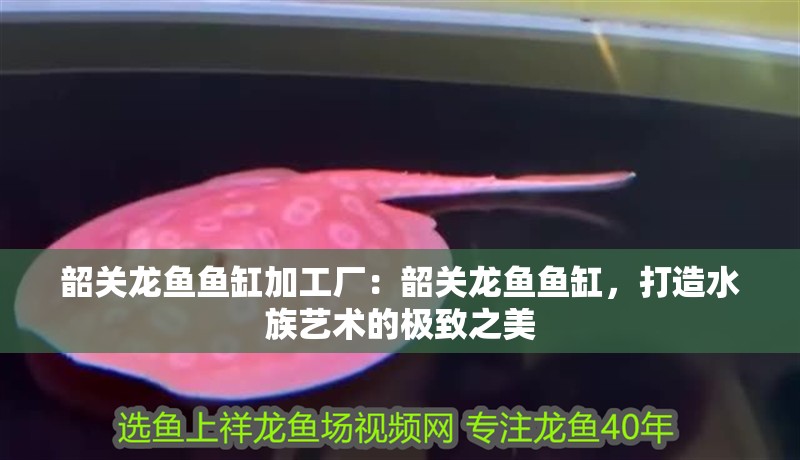 韶關龍魚魚缸加工廠：韶關龍魚魚缸，打造水族藝術的極致之美
