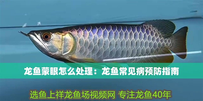 龍魚蒙眼怎么處理：龍魚常見病預防指南