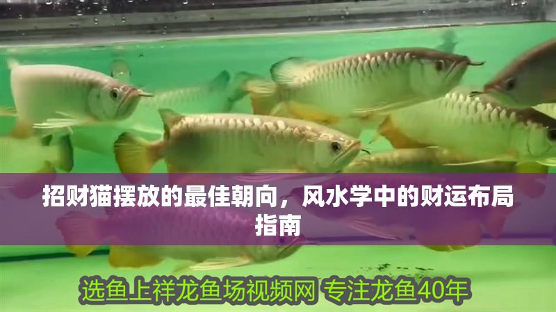招財貓擺放的最佳朝向，風水學中的財運布局指南