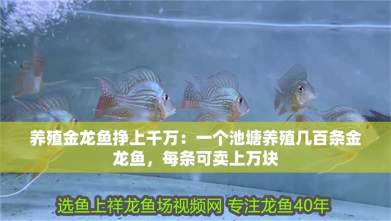 養(yǎng)殖金龍魚掙上千萬：一個池塘養(yǎng)殖幾百條金龍魚，每條可賣上萬塊