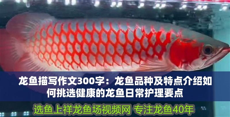 龍魚描寫作文300字：龍魚品種及特點介紹如何挑選健康的龍魚日常護理要點