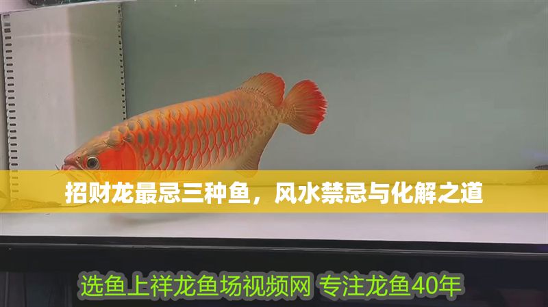 招財(cái)龍最忌三種魚，風(fēng)水禁忌與化解之道