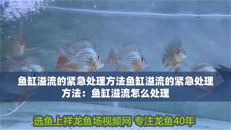 魚缸溢流的緊急處理方法魚缸溢流的緊急處理方法：魚缸溢流怎么處理 魚缸溢流的緊急處理方法魚缸溢流的緊急處理方法：魚缸溢流怎么處理 魚缸百科