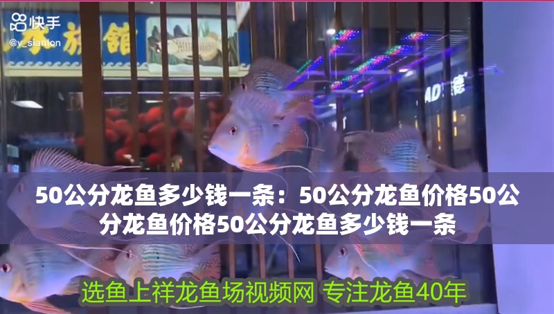 50公分龍魚多少錢一條：50公分龍魚價格50公分龍魚價格50公分龍魚多少錢一條