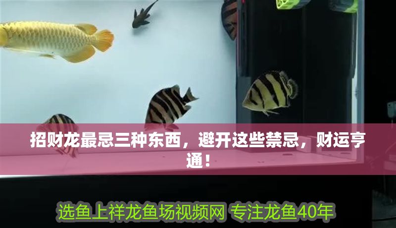 招財龍最忌三種東西，避開這些禁忌，財運亨通！
