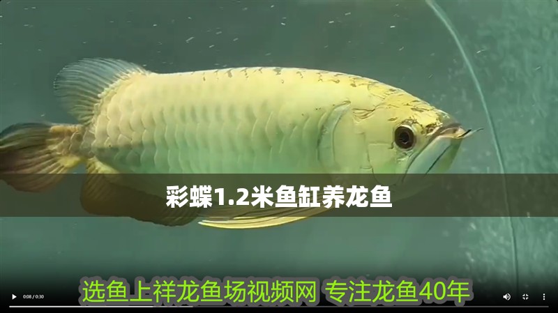紅龍魚用黃燈烤有用嗎 彩蝶1.2米魚缸養龍魚 龍魚百科 彩蝶1.2米魚缸養龍魚 彩蝶1.2米魚缸養龍魚 龍魚百科