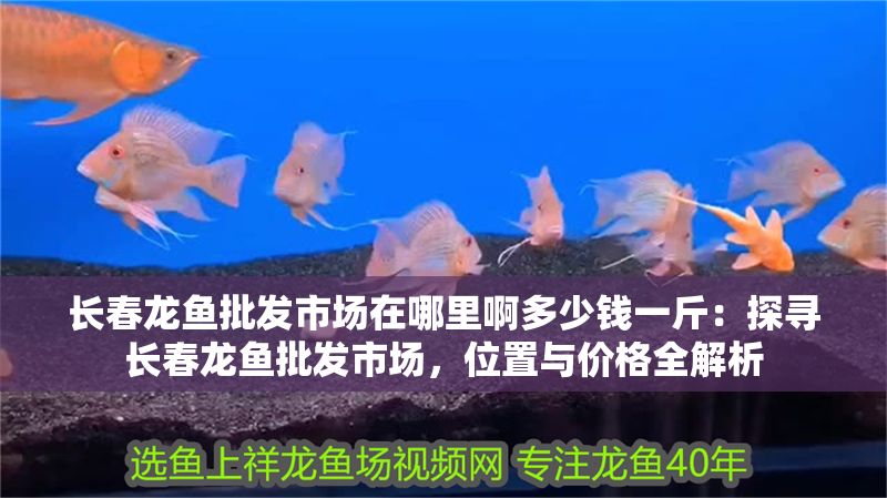 長春龍魚批發市場在哪里啊多少錢一斤：探尋長春龍魚批發市場，位置與價格全解析