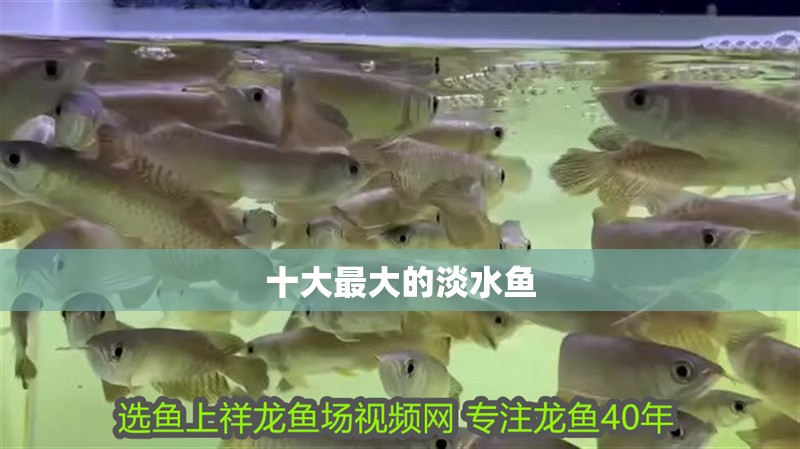 十大最大的淡水魚
