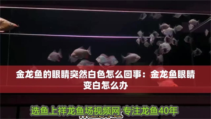 金龍魚的眼睛突然白色怎么回事：金龍魚眼睛變白怎么辦