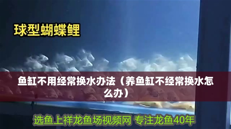 魚缸不用經常換水辦法（養魚缸不經常換水怎么辦）