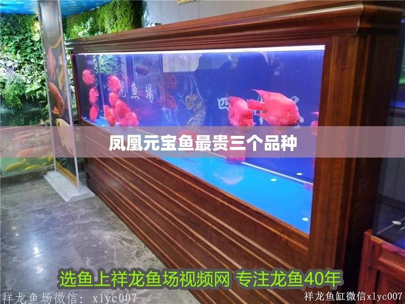 龍魚干蝦有營養嗎 鳳凰元寶魚最貴三個品種 龍魚論壇 鳳凰元寶魚最貴三個品種 鳳凰元寶魚最貴三個品種 龍魚論壇