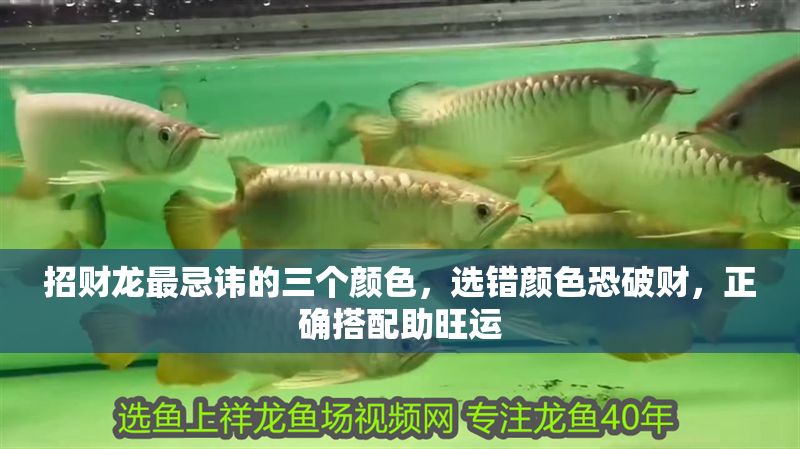 招財龍最忌諱的三個顏色，選錯顏色恐破財，正確搭配助旺運