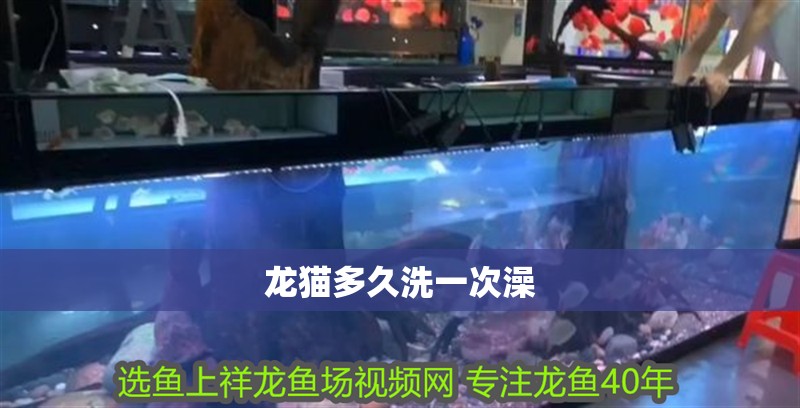 龍貓多久洗一次澡 龍貓多久洗一次澡 龍魚論壇