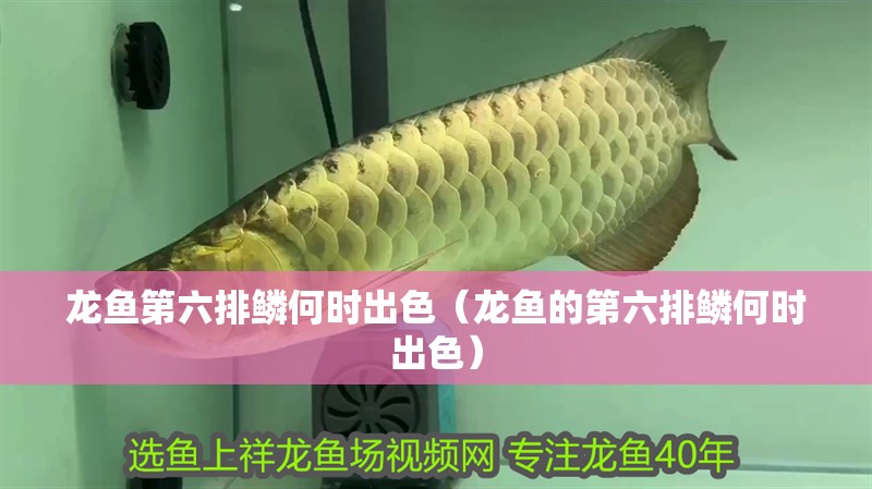 龍魚第六排鱗何時出色（龍魚的第六排鱗何時出色）