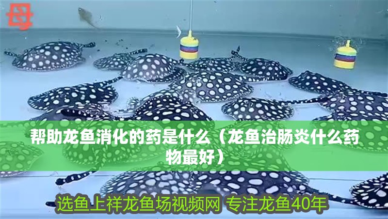 幫助龍魚(yú)消化的藥是什么（龍魚(yú)治腸炎什么藥物最好） 幫助龍魚(yú)消化的藥是什么（龍魚(yú)治腸炎什么藥物最好） 龍魚(yú)百科
