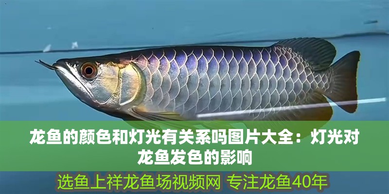 龍魚的顏色和燈光有關(guān)系嗎圖片大全：燈光對龍魚發(fā)色的影響