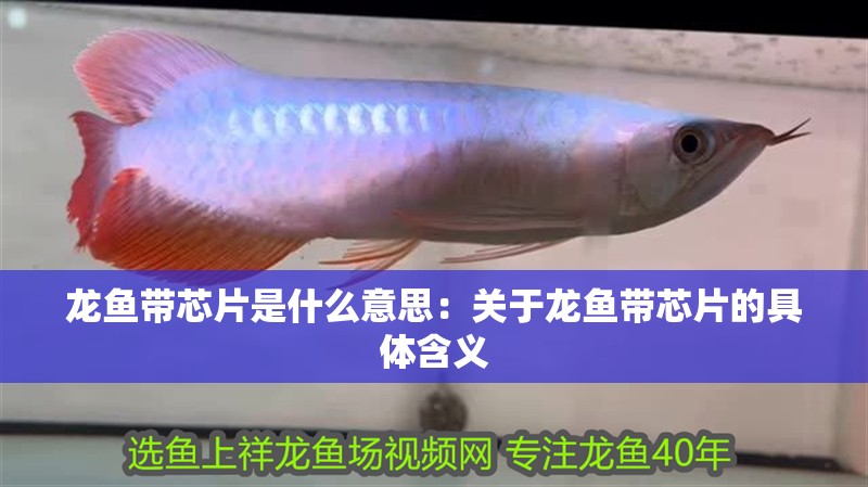 龍魚帶芯片是什么意思：關于龍魚帶芯片的具體含義