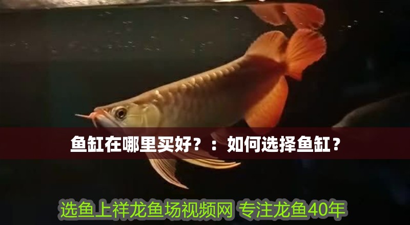 魚缸在哪里買好？：如何選擇魚缸？