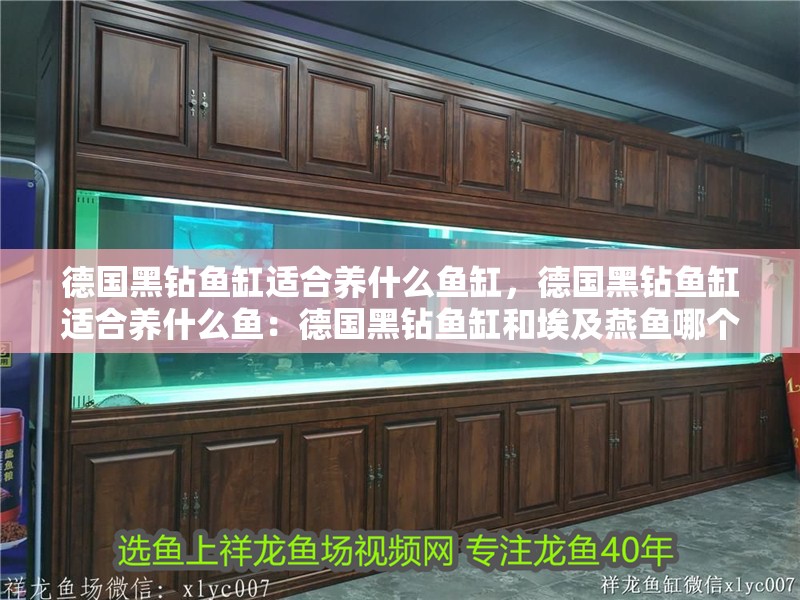 德國黑鉆魚缸適合養(yǎng)什么魚缸，德國黑鉆魚缸適合養(yǎng)什么魚：德國黑鉆魚缸和埃及燕魚哪個(gè)好