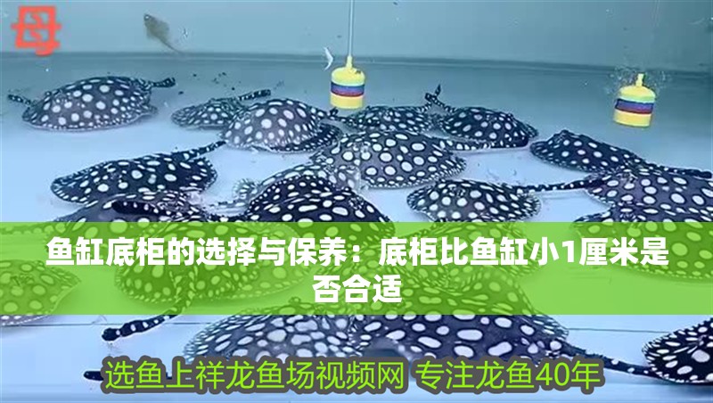 魚缸底柜的選擇與保養：底柜比魚缸小1厘米是否合適
