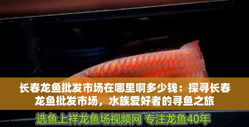 長春龍魚批發市場在哪里啊多少錢：探尋長春龍魚批發市場，水族愛好者的尋魚之旅