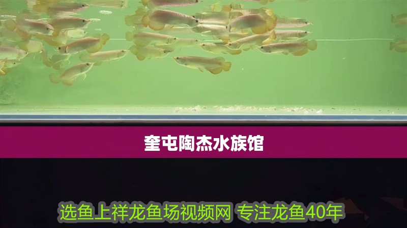 奎屯陶杰水族館