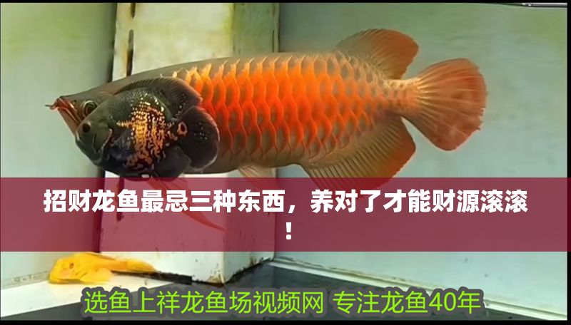 招財龍魚最忌三種東西，養對了才能財源滾滾！