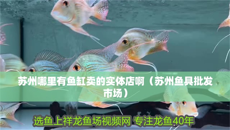 蘇州哪里有魚缸賣的實體店啊（蘇州魚具批發市場）