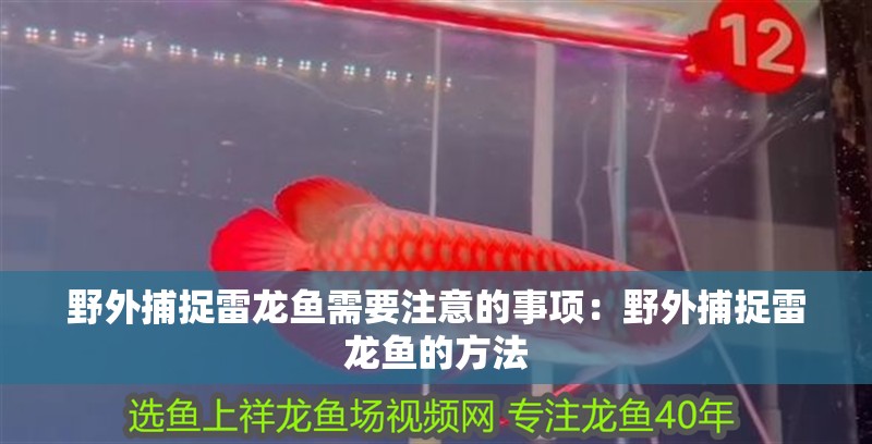 野外捕捉雷龍魚需要注意的事項：野外捕捉雷龍魚的方法