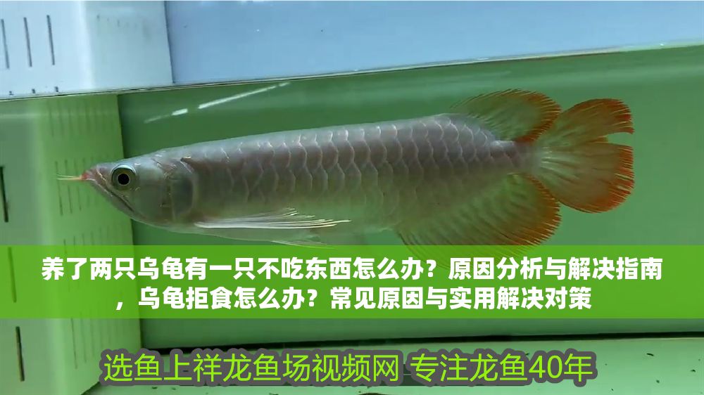 養(yǎng)了兩只烏龜有一只不吃東西怎么辦？原因分析與解決指南，烏龜拒食怎么辦？常見原因與實(shí)用解決對策