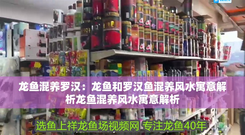 龍魚混養羅漢：龍魚和羅漢魚混養風水寓意解析龍魚混養風水寓意解析