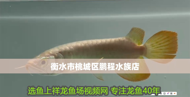 衡水市桃城區(qū)鵬程水族店