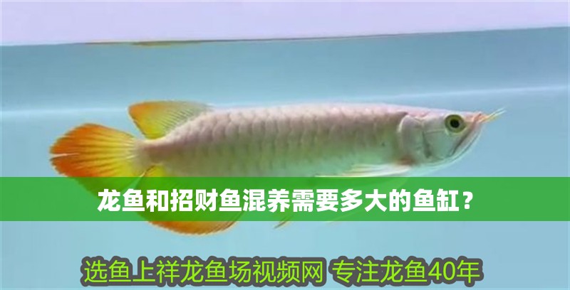 龍魚和招財魚混養需要多大的魚缸？ 龍魚和招財魚混養需要多大的魚缸？ 龍魚百科