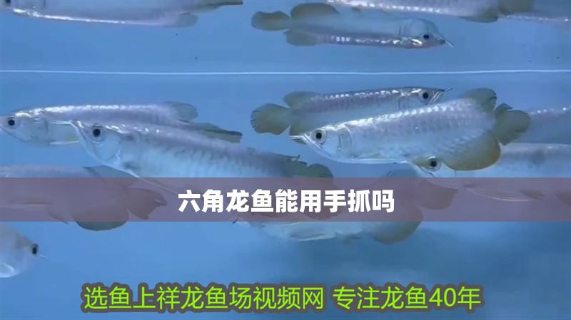紅龍魚用黃燈烤有用嗎 六角龍魚能用手抓嗎 龍魚論壇 六角龍魚能用手抓嗎 六角龍魚能用手抓嗎 龍魚論壇