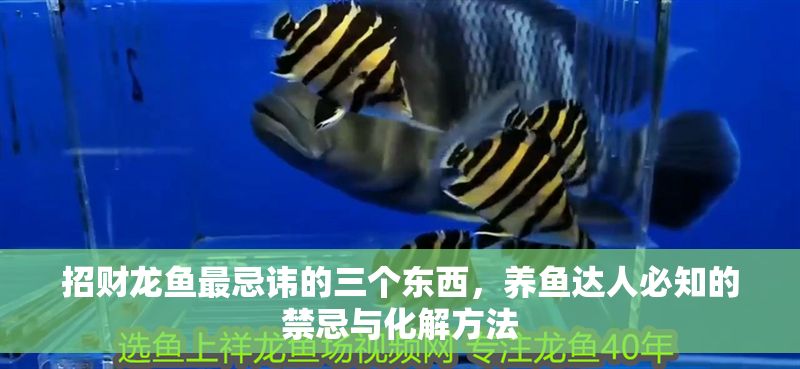 招財龍魚最忌諱的三個東西，養魚達人必知的禁忌與化解方法