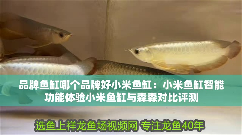品牌魚缸哪個品牌好小米魚缸：小米魚缸智能功能體驗小米魚缸與森森對比評測