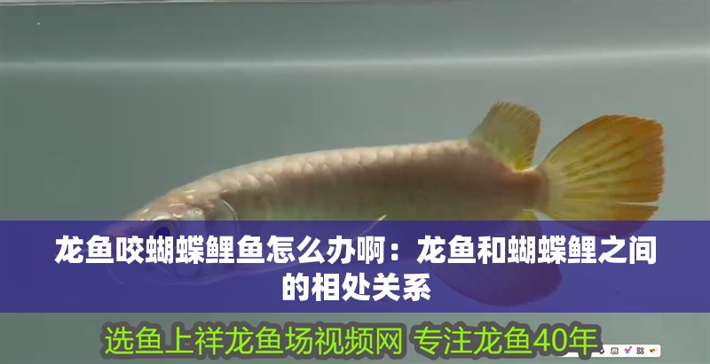 龍魚咬蝴蝶鯉魚怎么辦啊：龍魚和蝴蝶鯉之間的相處關系