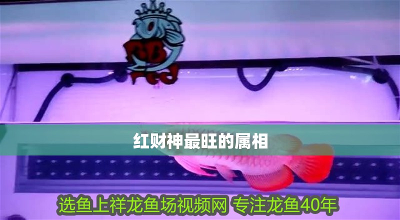 紅財(cái)神最旺的屬相