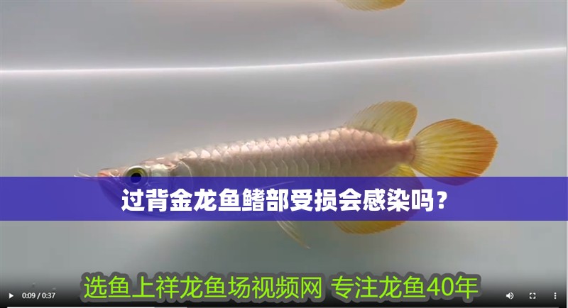 過背金龍魚鰭部受損會感染嗎？
