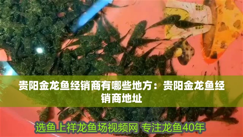 貴陽金龍魚經銷商有哪些地方：貴陽金龍魚經銷商地址