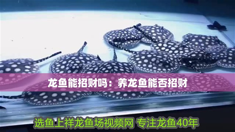 龍魚能招財嗎：養(yǎng)龍魚能否招財