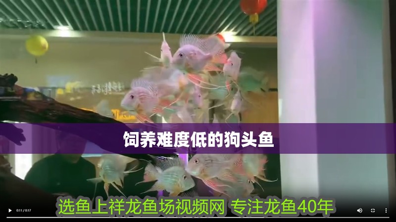 飼養(yǎng)難度低的狗頭魚