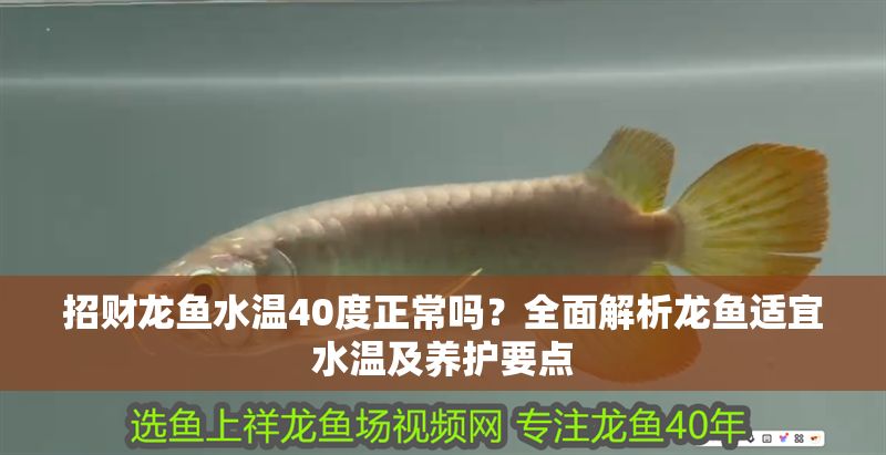招財龍魚水溫40度正常嗎？全面解析龍魚適宜水溫及養護要點