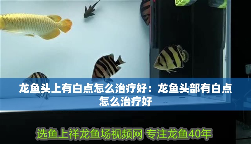 龍魚頭上有白點怎么治療好：龍魚頭部有白點怎么治療好
