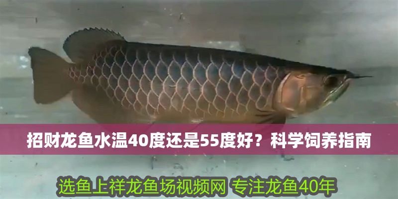 招財龍魚水溫40度還是55度好？科學飼養指南