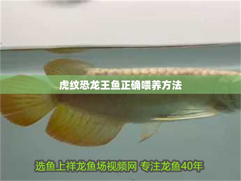 虎紋恐龍王魚正確喂養方法