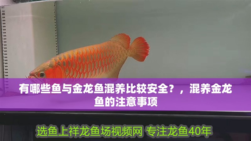 有哪些魚與金龍魚混養比較安全？，混養金龍魚的注意事項