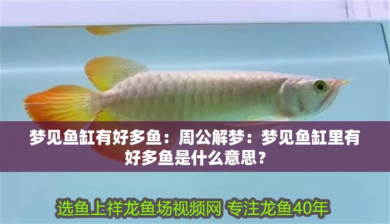 夢見魚缸有好多魚：周公解夢：夢見魚缸里有好多魚是什么意思？