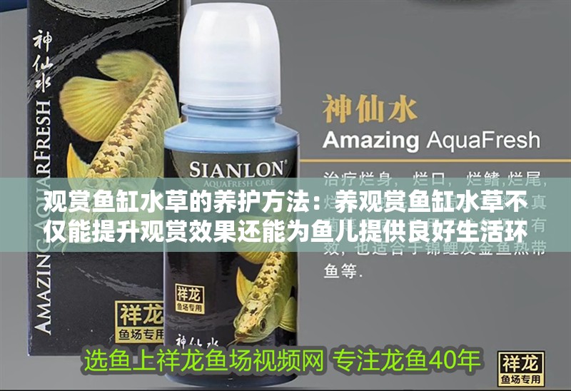 觀賞魚缸水草的養護方法：養觀賞魚缸水草不僅能提升觀賞效果還能為魚兒提供良好生活環境