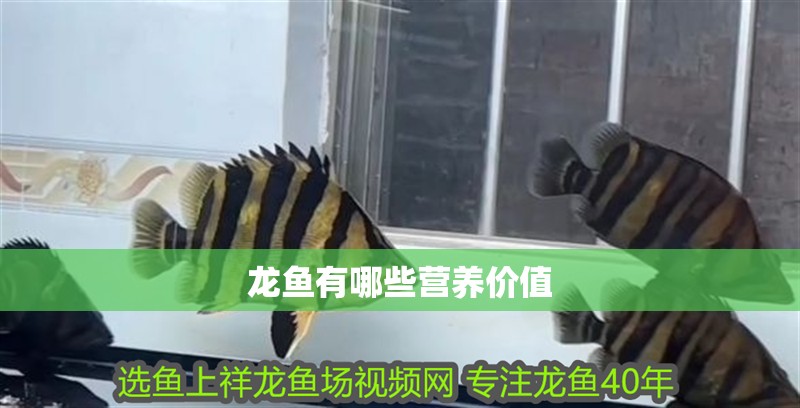 龍魚(yú)有哪些營(yíng)養(yǎng)價(jià)值